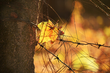 Yellow maple autumn leaf and barbed wire on natural background.