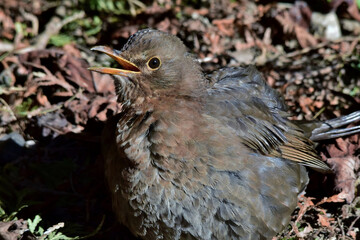 Eine Amsel mit geöffnetem Schnabel (Makro)