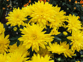 Yellow chrysanthemums close-up in autumn