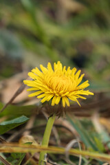 Bright spring dandelion. Yellow flower in spring. Green park.