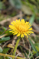 Yellow dandelion in the green grass. Macro photo. Springtide.