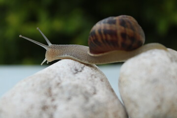 Land snail in a shell against a green backgrounds