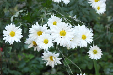 Obraz premium Autumn chrysanthemums are blooming in the garden. They look like summer daisies