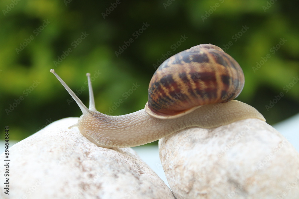 Wall mural Land snail in a shell against a green backgrounds