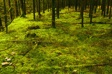 Autumn Forest with floor covered with moss. Misty day in nature