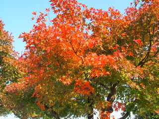 紅葉のモミジと青空