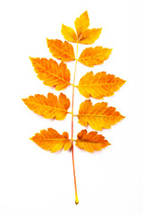 Autumnal orange leaves. Leaf isolated on white background.