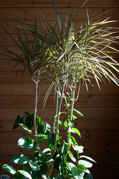 close up of green leaves of dracaena marginata bicolor