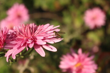 
A fly collects the last nectar from pink chrysanthemums on a sunny autumn day