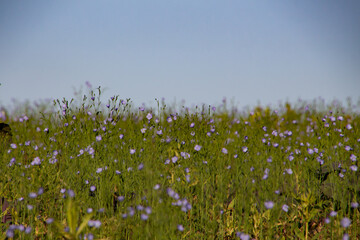 Blue flowers of common flax field, also called Linum usitatissimum, linseed or flachs