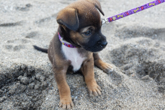 A portrait of a puppy at the beach in the afternoon in Bali