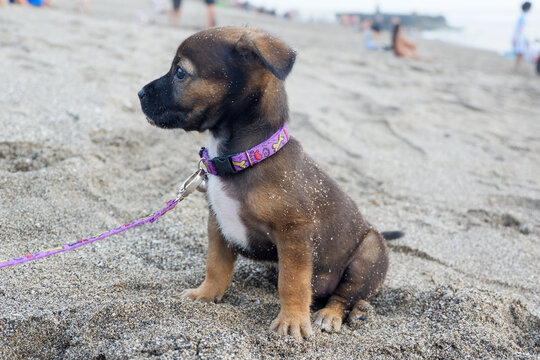 A portrait of a puppy at the beach in the afternoon in Bali