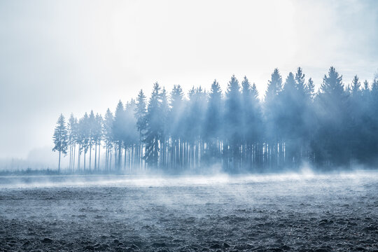 Tannengruppe im Nebel und Sonnenlicht