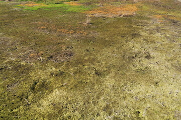 冬の朝の休耕地風景