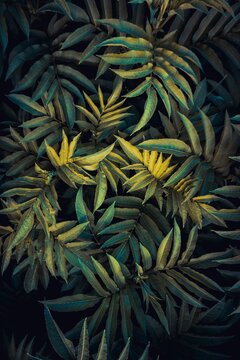green plant leaves in the nature in autumn season,  green background