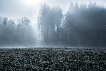 Nebelwald in Sonnenlicht und Morgentau