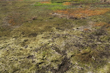 冬の朝の休耕地風景