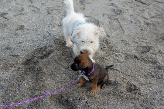 2 dogs on the beach playing together