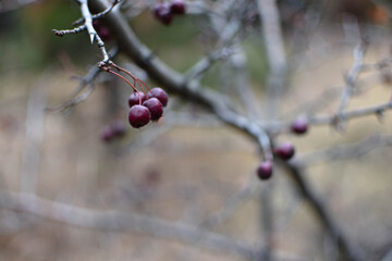 frozen cherry on a branch. Soft focus. The first frost