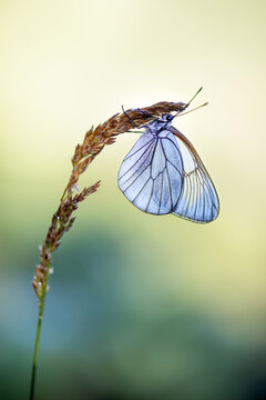 Aporia crataegi butterfly on a  field flower in the early morning waiting for the first rays of the sun