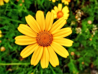 yellow flower in the garden