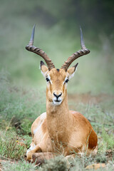 Male adult impala close-up portrait resting by laying down facing the camera. Aepyceros melampus. - 394652480