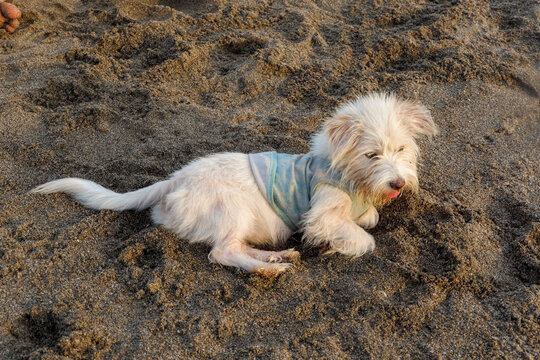 A cute dog relax in the sand on the beach