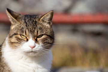 Obraz premium 公園でのんびり過ごす猫