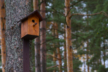 Wooden brown birdhouse on a trunk of a tree in the park. A house for the birds. Bird feeder. Copy space