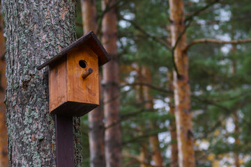 Closeup photo of a wooden brown birdhouse on a trunk of a tree in the park. A house for the birds. Bird feeder. Copy space