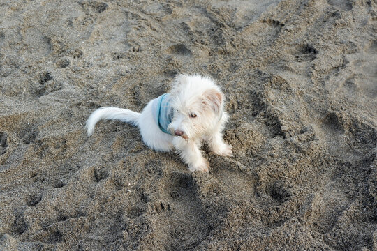 A cute dog relax in the sand on the beach