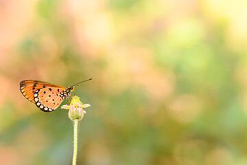black and brown striped butterfly stand on flower in  garden at thailand