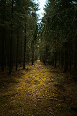 Obraz premium footpath in the woods