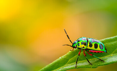 close up beautiful green ladybug on branch tree in nature at Thailand
