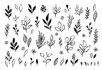 Vector branches and leaves. Hand drawn floral elements in loose doodle style. Ink vintage botanical illustrations.  - 394653889