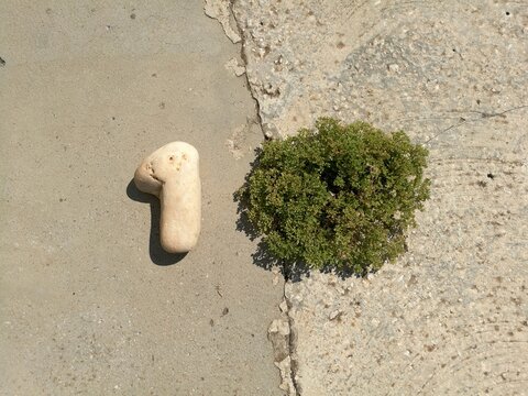 High Angle View Of Pebble By Plants On Footpath During Sunny Day