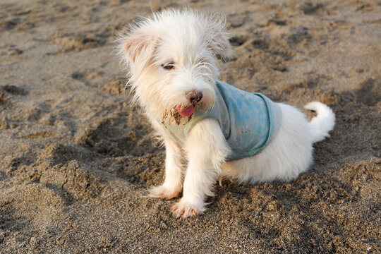 A cute dog relax in the sand on the beach