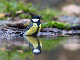 Koolmees, Great Tit, Parus major