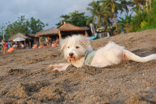 A cute dog relax in the sand on the beach