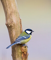 Koolmees, Great Tit, Parus major