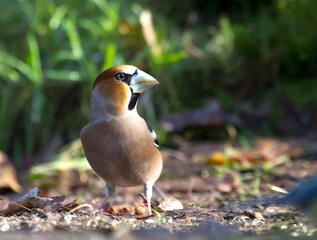 Appelvink, Hawfinch, Coccothraustes coccothraustes