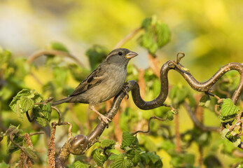 House Sparrow, Huismus, Passer domesticus