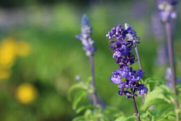 Obraz premium flowers in the garden
