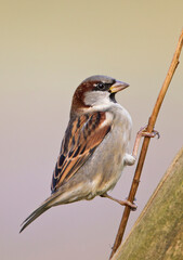 Huismus, House Sparrow, Passer domesticus