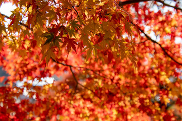 綺麗に色づく紅葉の葉
