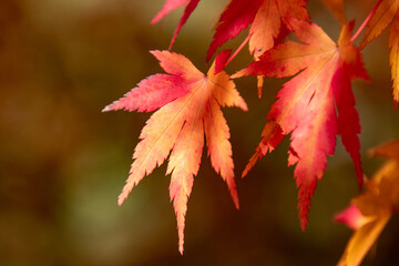 綺麗に色づく紅葉の葉