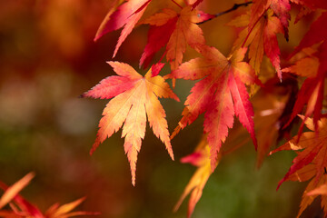 Naklejka na ściany i meble 綺麗に色づく紅葉の葉