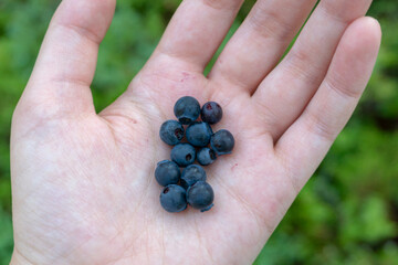 handful of blueberries