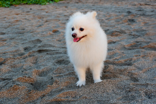 A cute Samoyed puppy on the beach