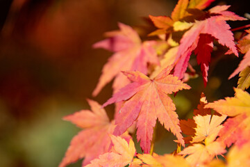 Naklejka na ściany i meble 綺麗に色づく紅葉の葉